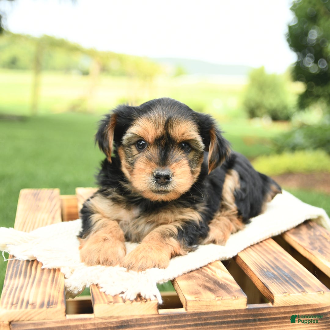 Yorkshire Terrier dogs for sale: Benny - Image 18