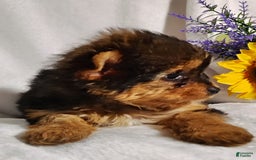 Yorkshire Terrier dogs for sale: Seraphina - Image 5