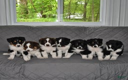 Australian Shepherd dogs for sale: Cookie - Image 5