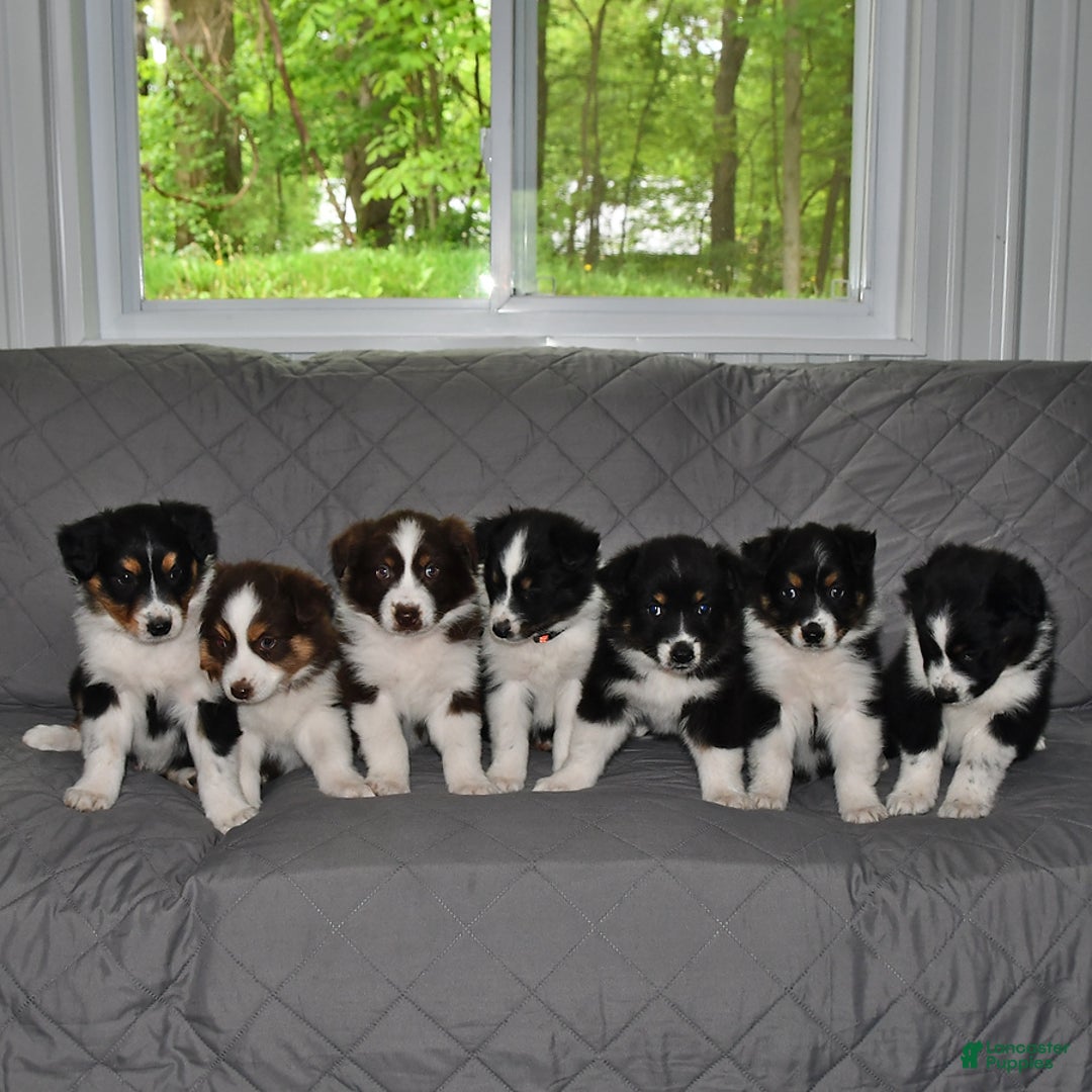 Australian Shepherd dogs for sale: Cookie - Image 5