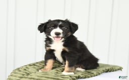 Miniature Australian Shepherd dogs for sale: Bandit - Image 2