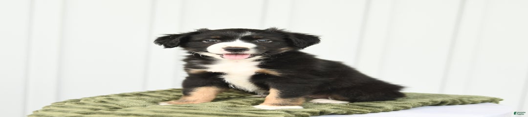 Bandit