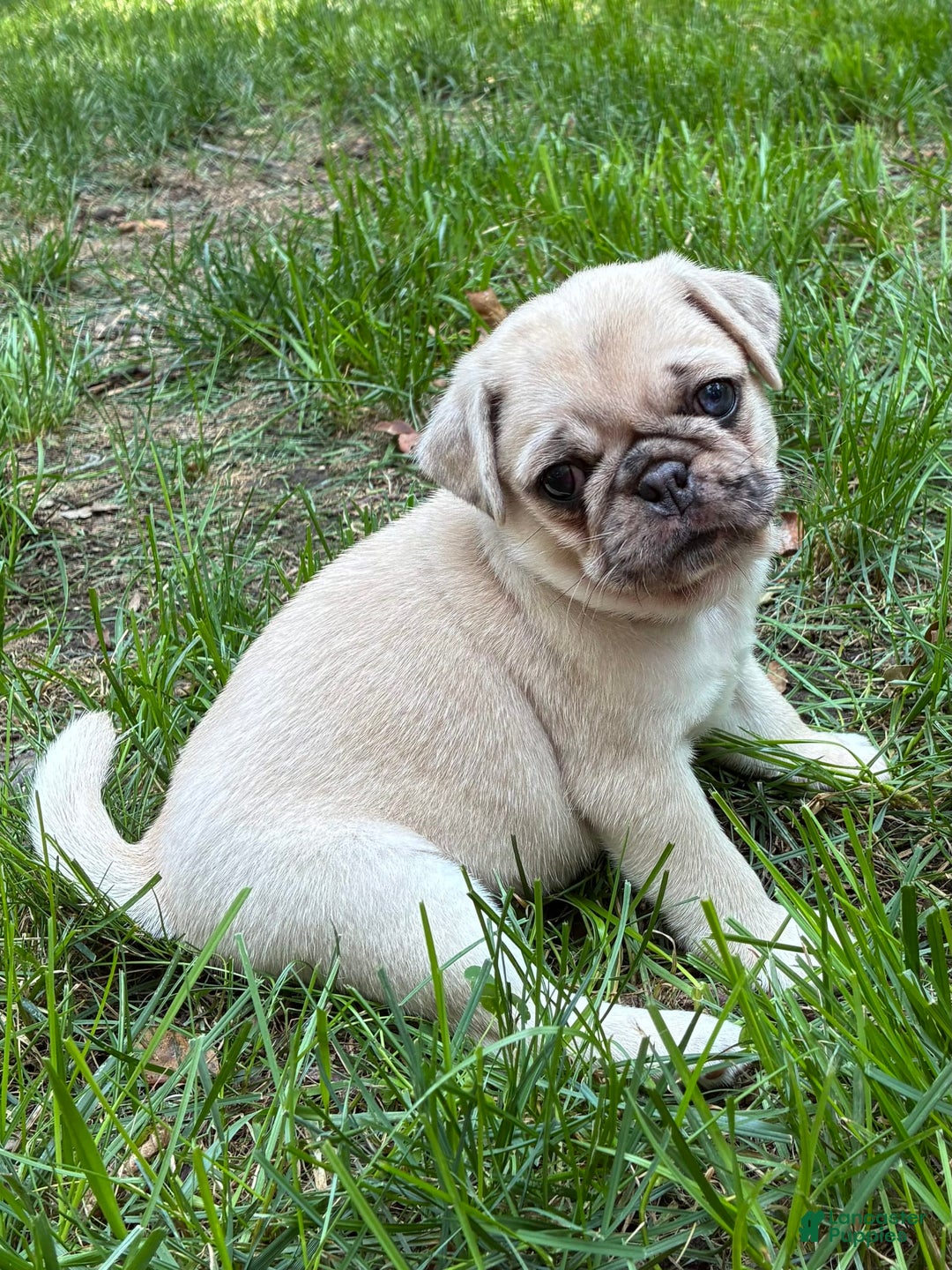 Pug dogs for sale: Pug 4 puppies - Image 18