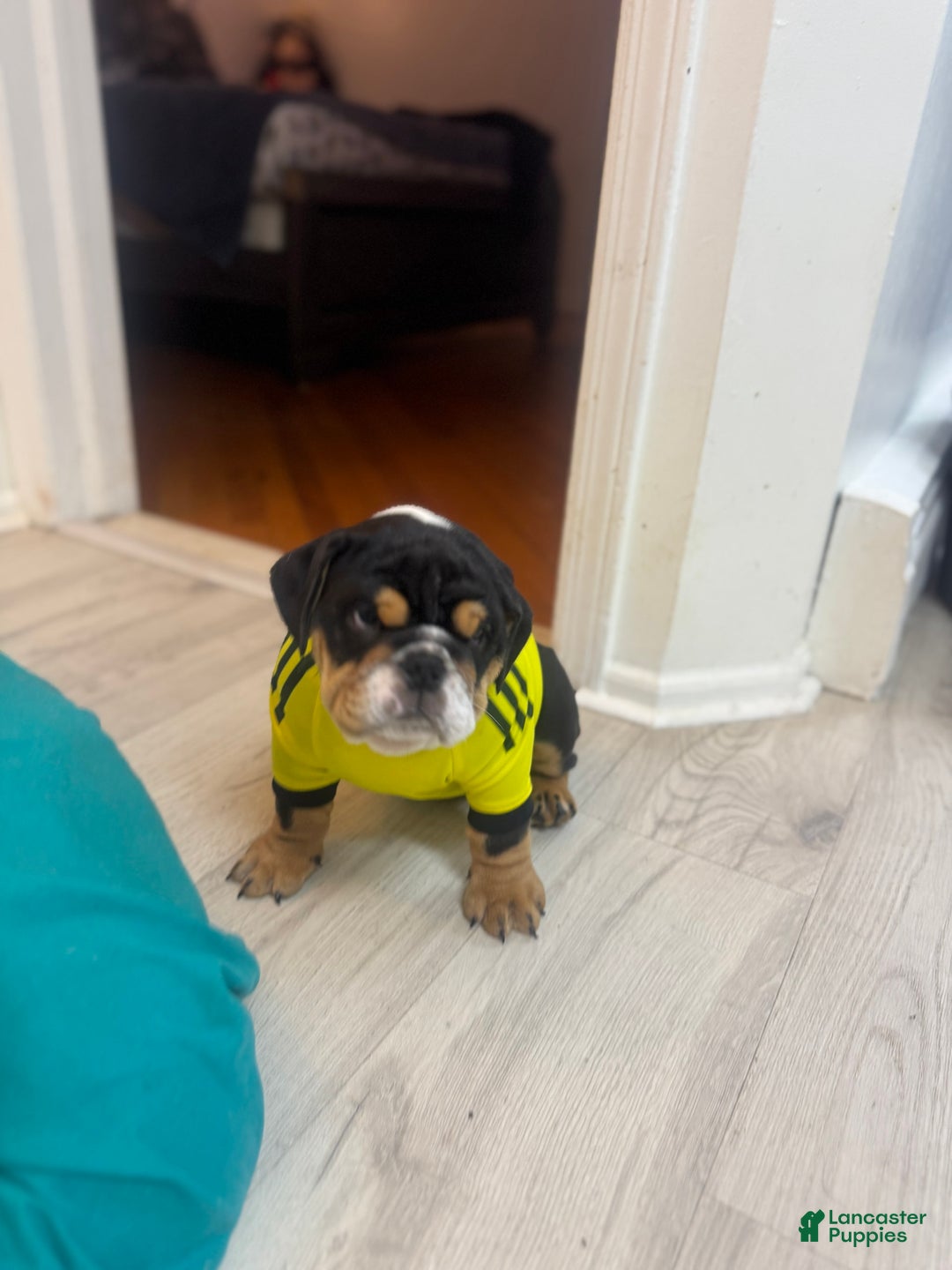 English Bulldog dogs for sale: Olivia - Image 2