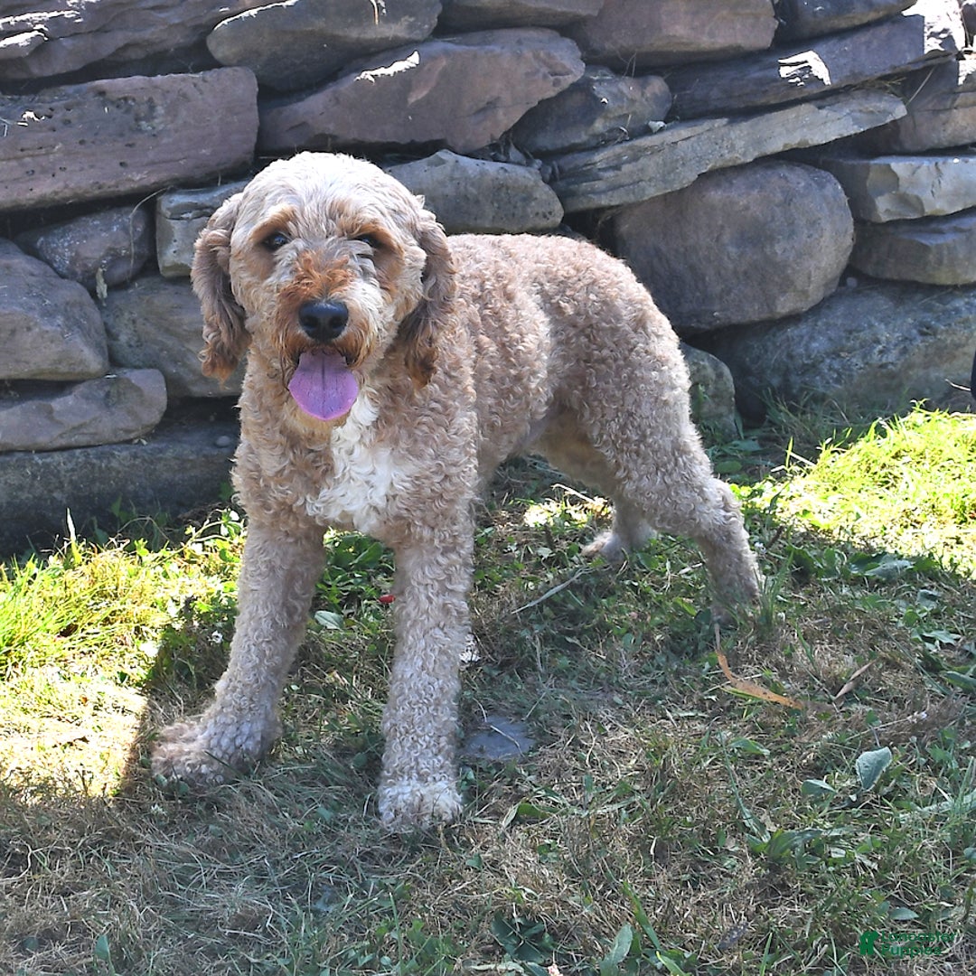 Aussiedoodle dogs for sale: Misty - Image 7