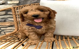 Cockapoo dogs for sale: Finn - Image 9