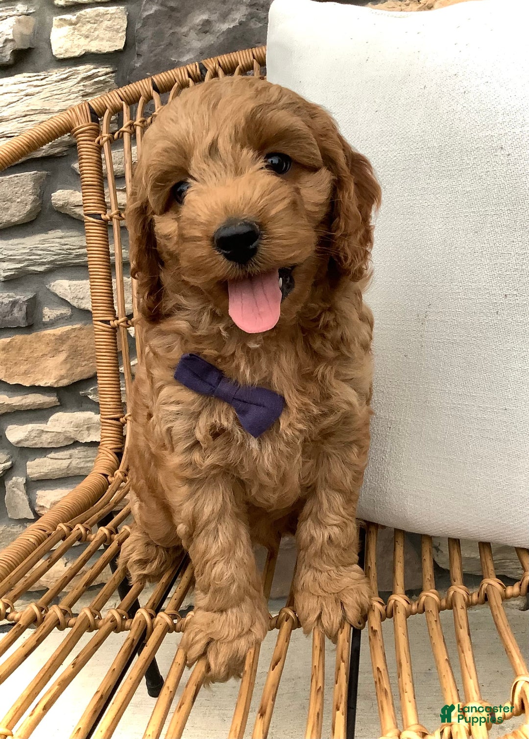 Cockapoo dogs for sale: Finn - Image 9