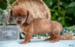 Miniature Dachshund dogs for sale: Jade - Image 4