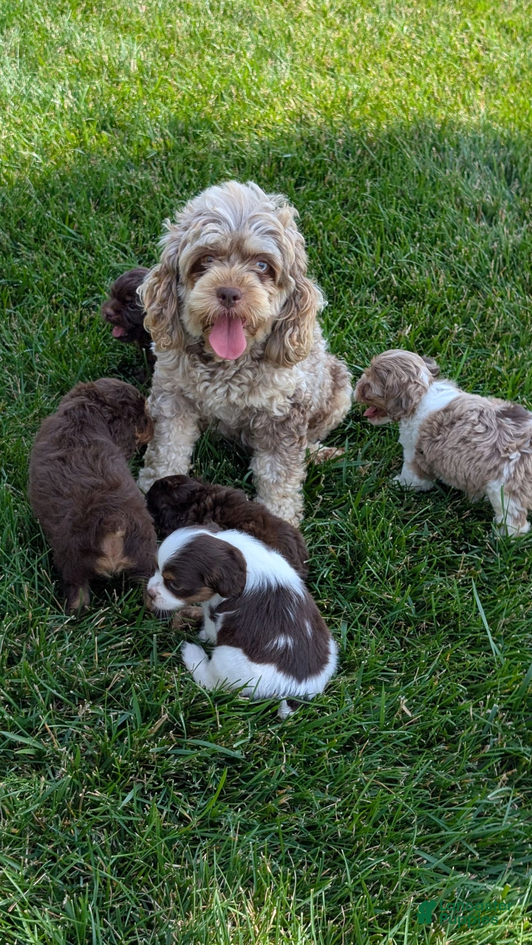 Cockapoo dogs for sale: Heaven - Image 14