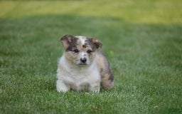 Welsh Corgi Pembroke dogs for sale: Rocco - Image 4