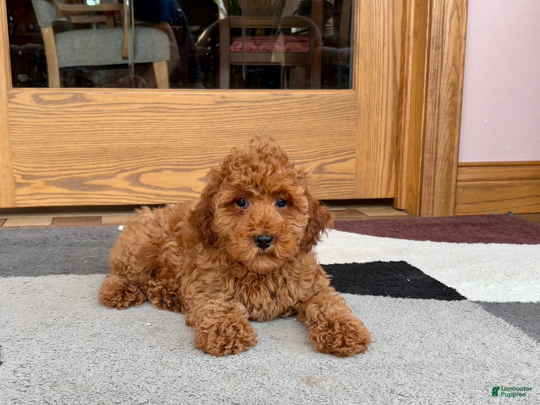 Cockapoo dogs for sale: Curtis - Image 2