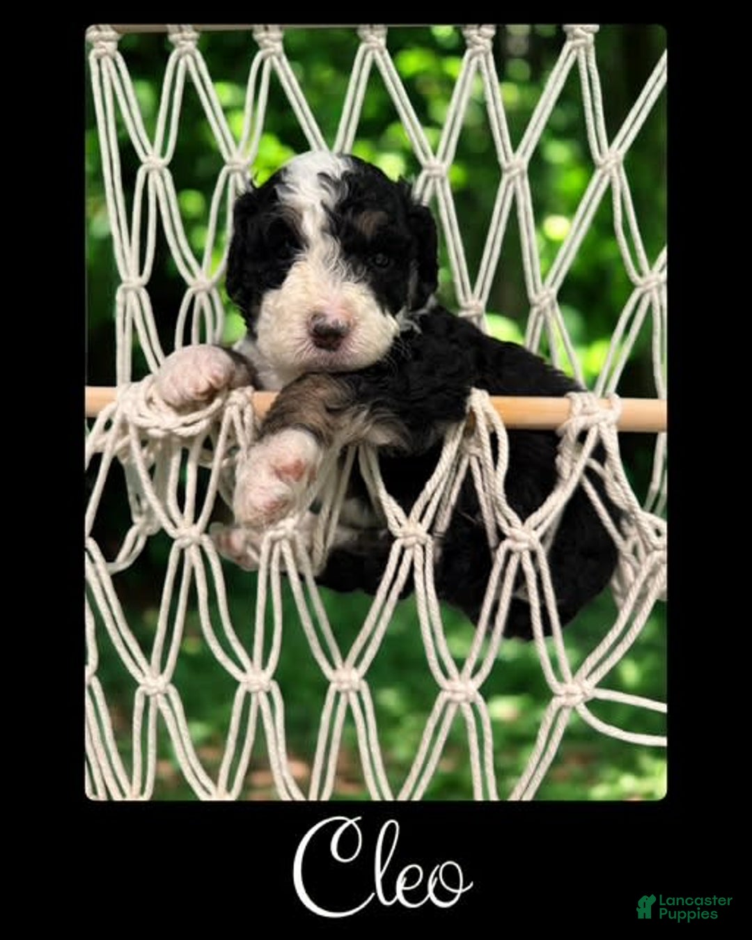 Bernedoodle dogs for sale: Cleo - Image 5