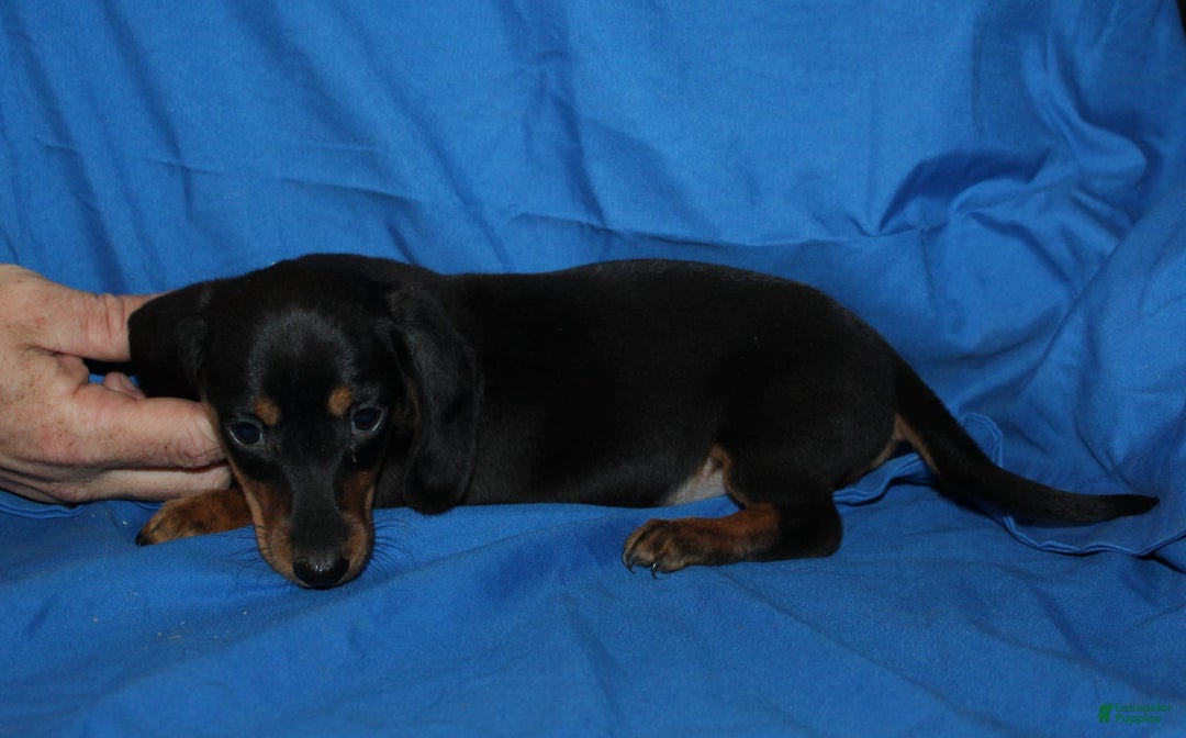 Miniature Dachshund dogs for sale: Lyla Male - Image 12