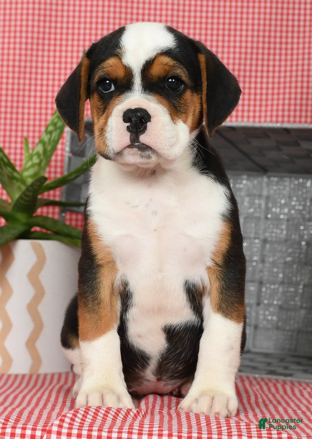 Beabull dogs for sale: Winnie - Image 9