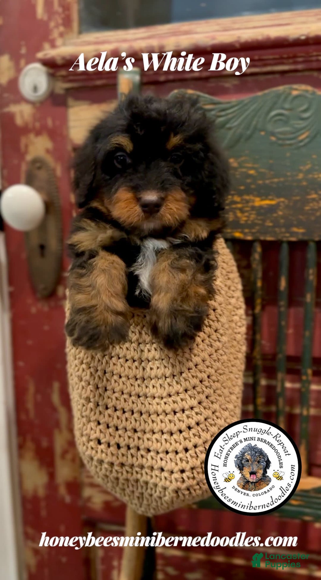 Mini Bernedoodle dogs for sale: Aelas White Boy - Image 18