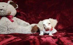 Miniature Dachshund dogs for sale: YETI - Image 3