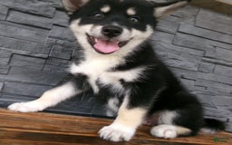 Pomsky dogs for sale: Sammy - Image 19