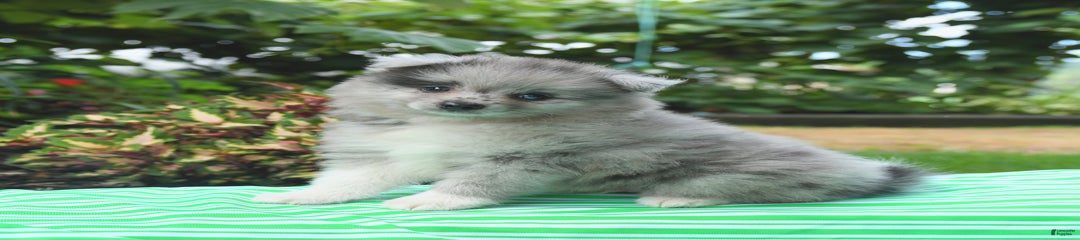Otter
