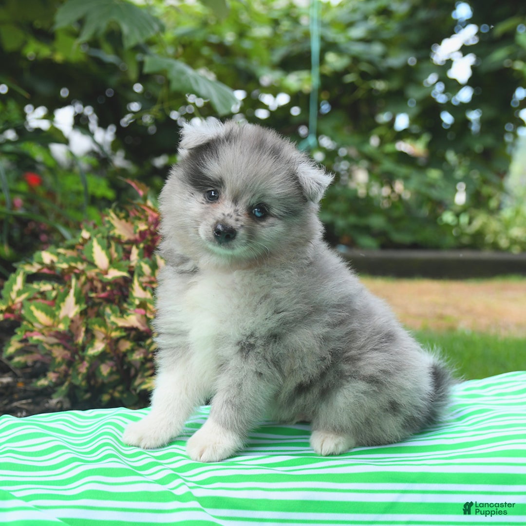Pomeranian dogs for sale: Pomeranian 2 puppies - Image 1