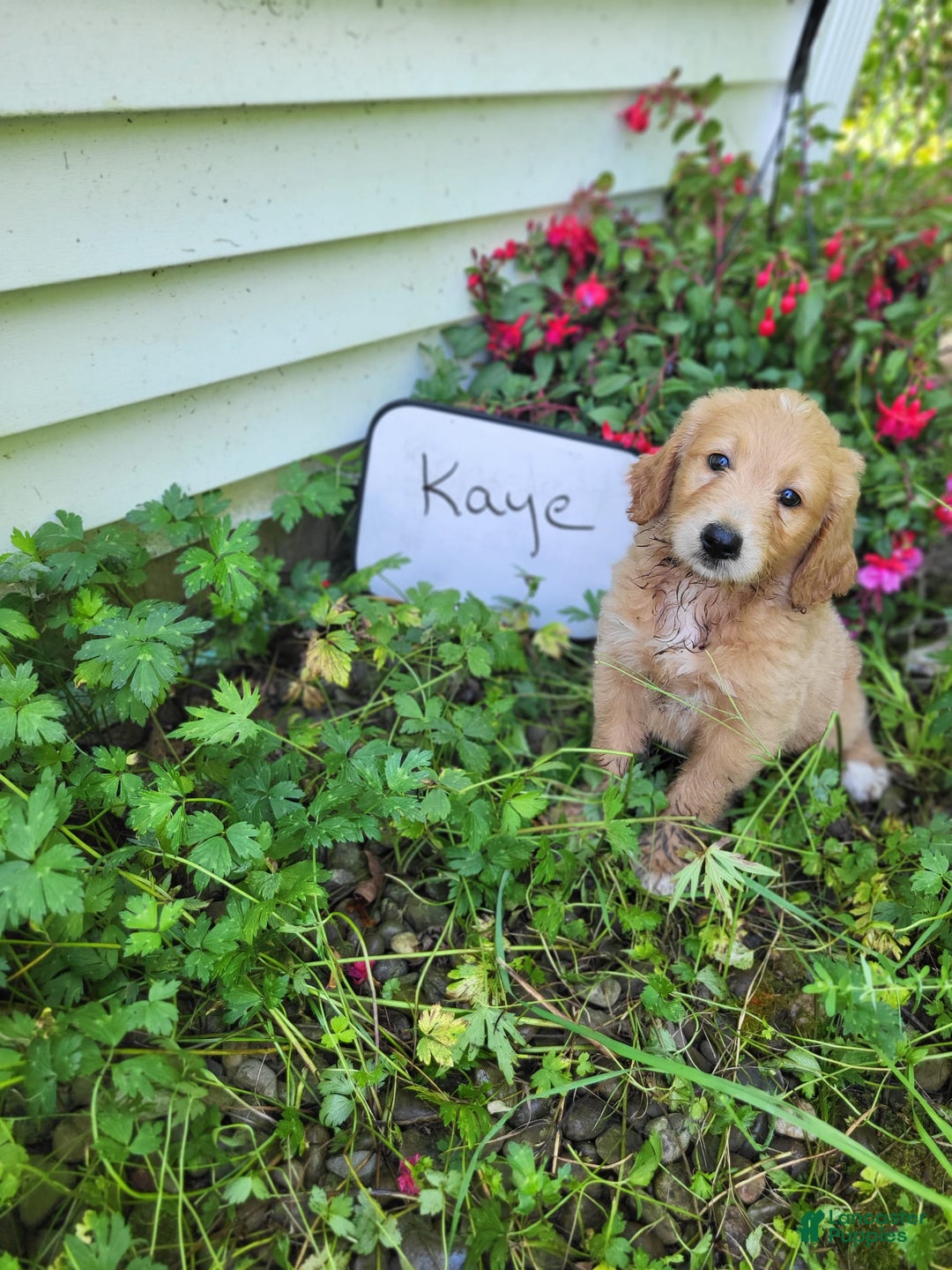 Goldendoodle dogs for sale: Kaye - Image 3