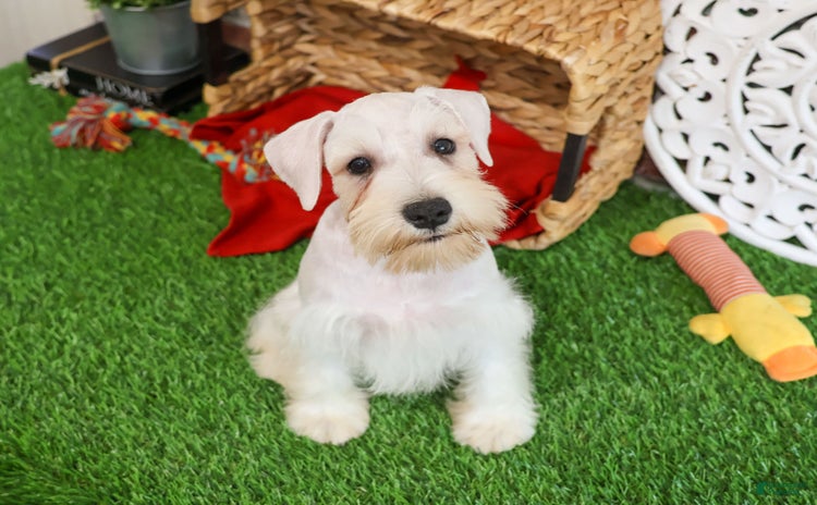 Miniature Schnauzer dogs for sale - Ad 5