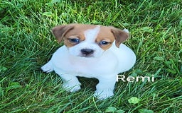 Jack Russell Terrier dogs for sale: Remi - Image 2