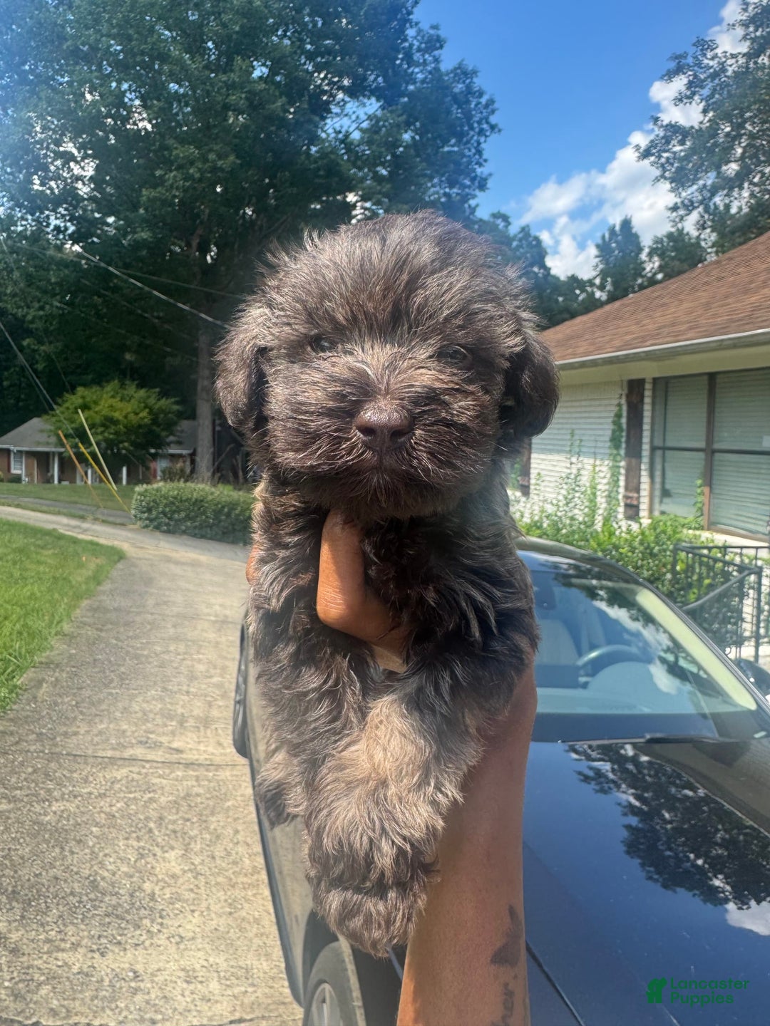 Miniature Schnauzer dogs for sale: Bruno - Image 6