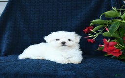 Maltese dogs for sale: Pippi - Image 4