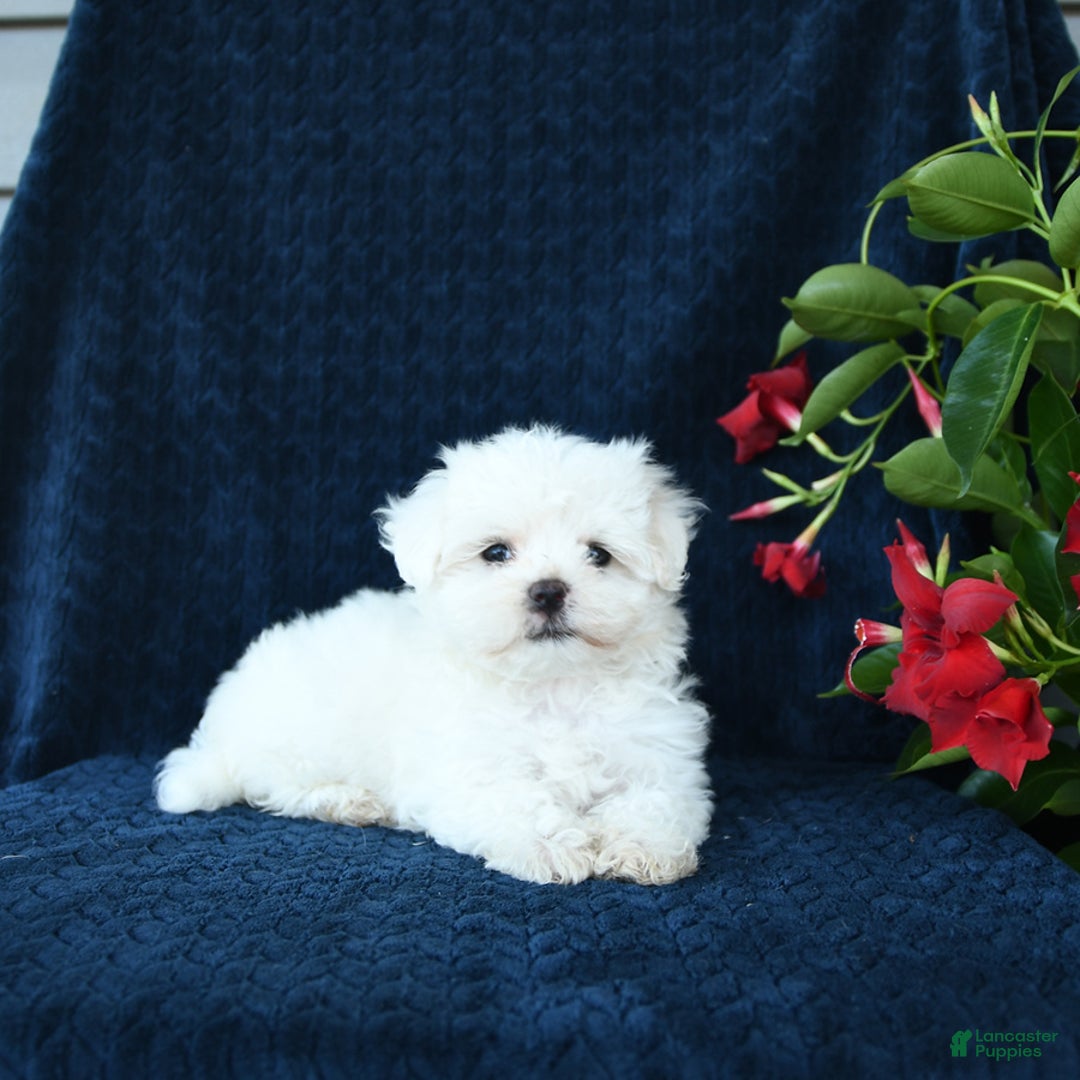 Maltese dogs for sale: Pippi - Image 4