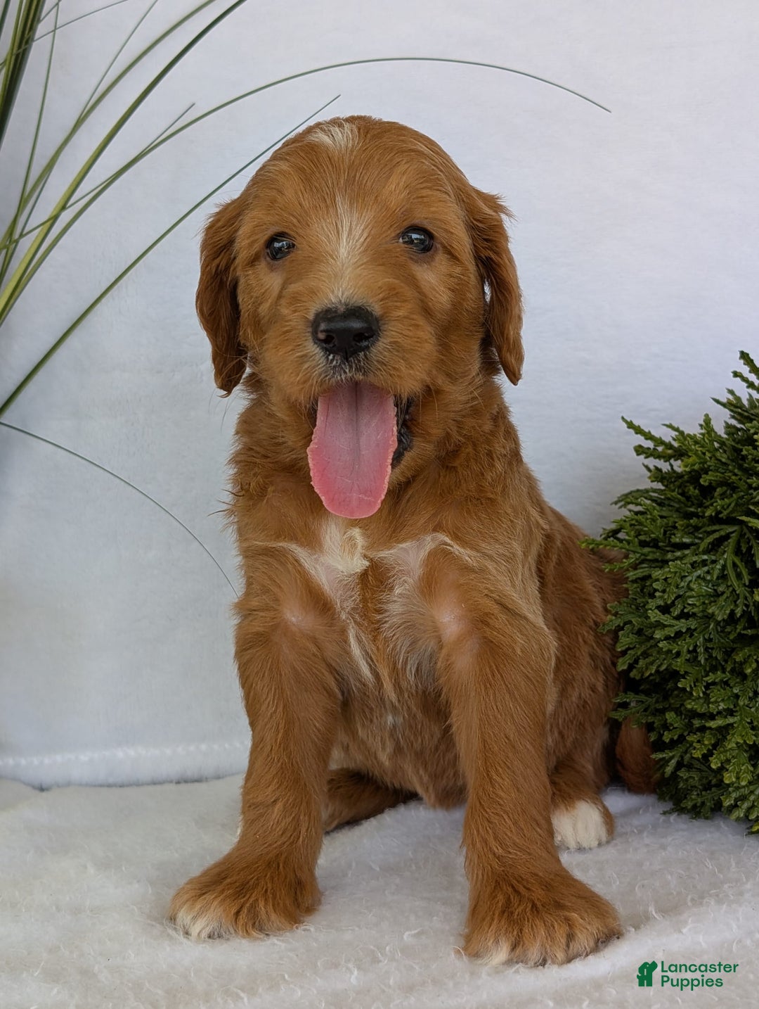 Goldendoodle dogs for sale: Daisy - Image 9