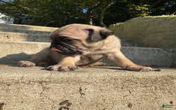 Pug dogs for sale: Gus - Image 3