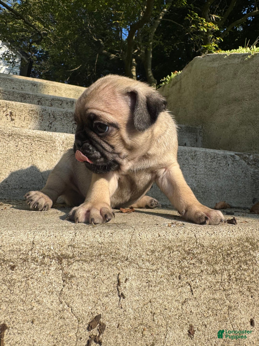 Pug dogs for sale: Gus - Image 3