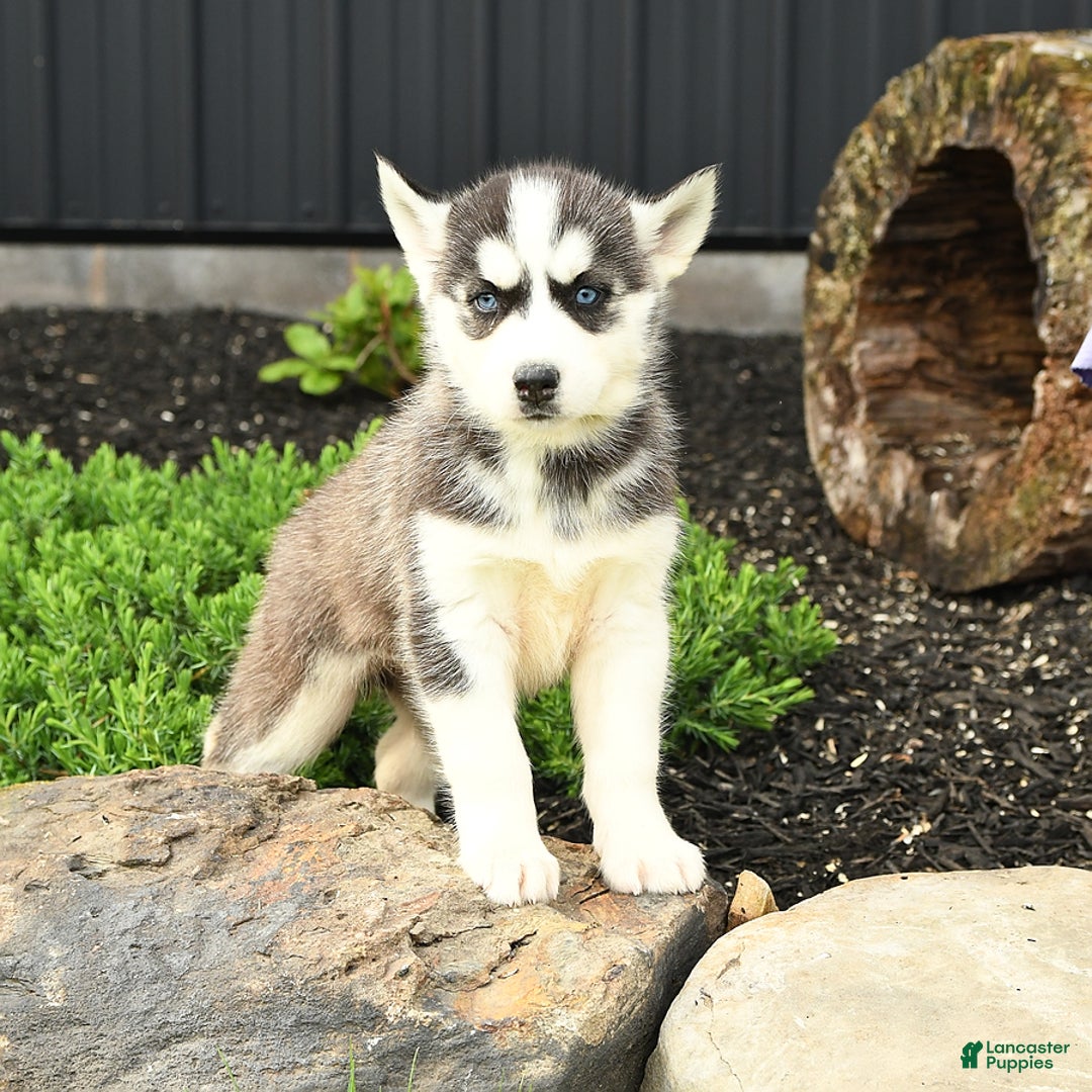 Siberian Husky dogs for sale: Taffy - Image 3