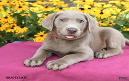 Labrador Retriever dogs for sale: Cadbury - Image 5