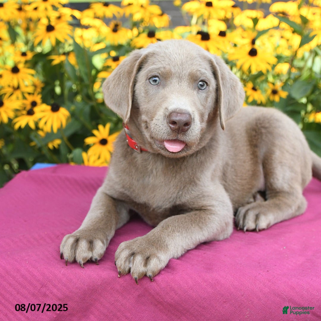 Labrador Retriever dogs for sale: Cadbury - Image 5