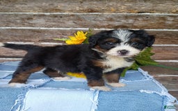 Mini Bernedoodle dogs for sale: Donut - Image 7