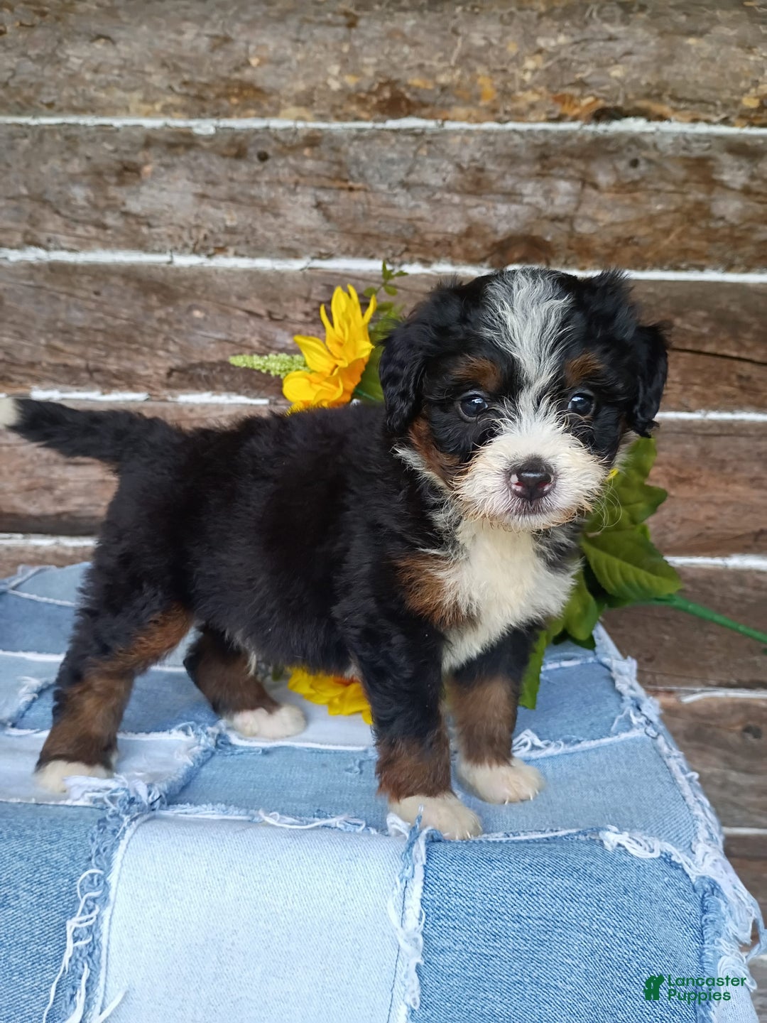 Mini Bernedoodle dogs for sale: Donut - Image 7