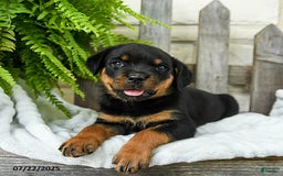 Rottweiler dogs for sale: Stormy - Image 3