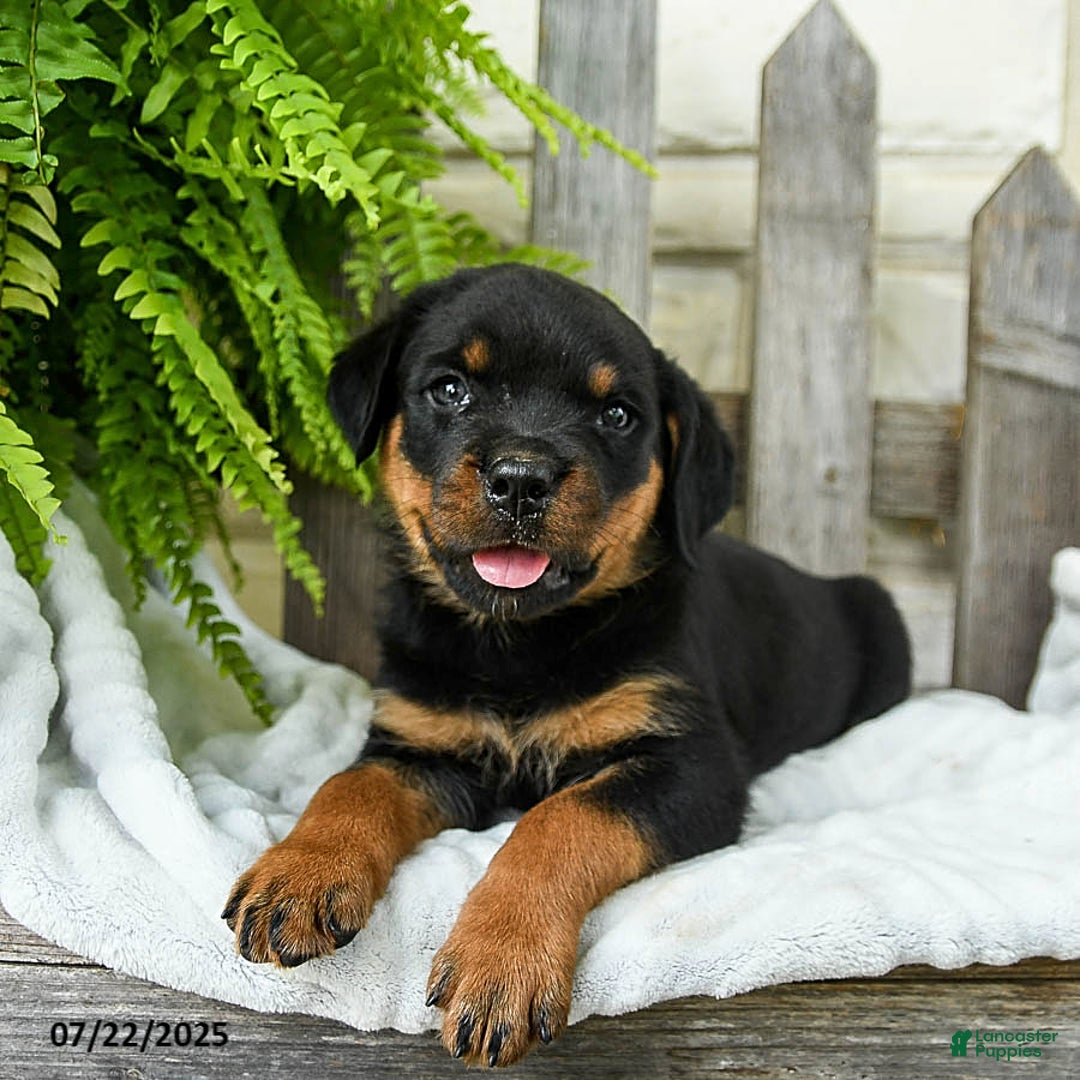 Rottweiler dogs for sale: Stormy - Image 3