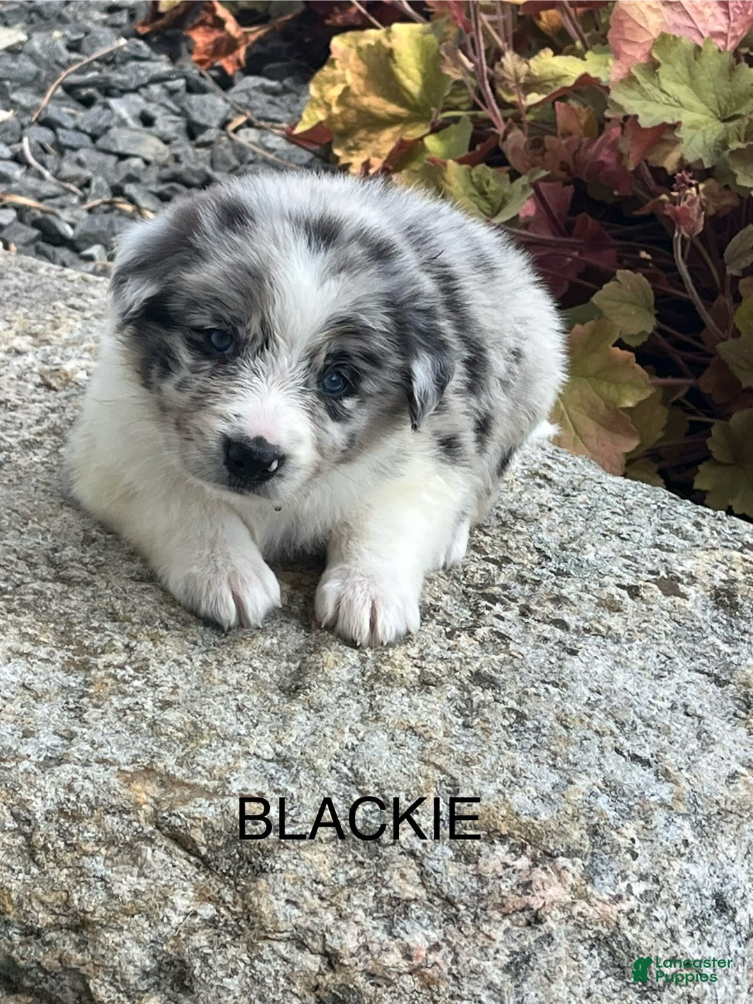 Border Collie dogs for sale: Blackie - Image 1