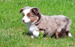 Miniature Australian Shepherd dogs for sale: Noah - Image 1