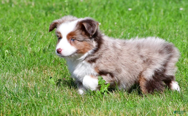 Australian Terrier dogs - Advert 5