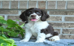 Cocker Spaniel dogs for sale: Jollie - Image 1