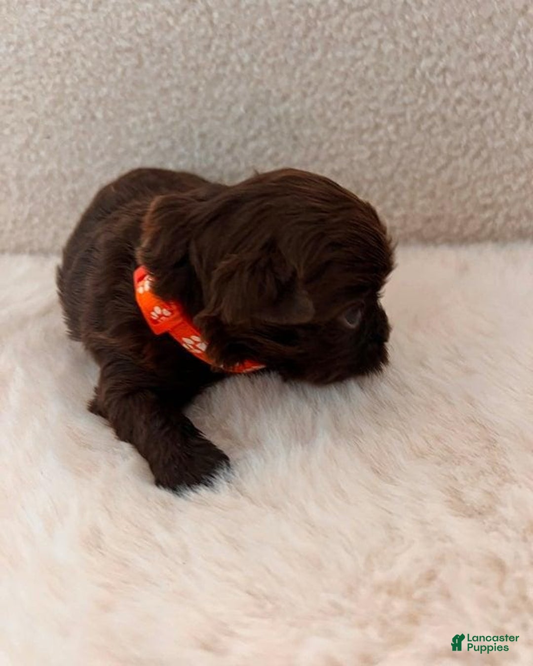 Yorkshire Terrier dogs for sale: Pixie - Image 1