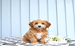 Toy Poodle dogs for sale: Kai - Image 6