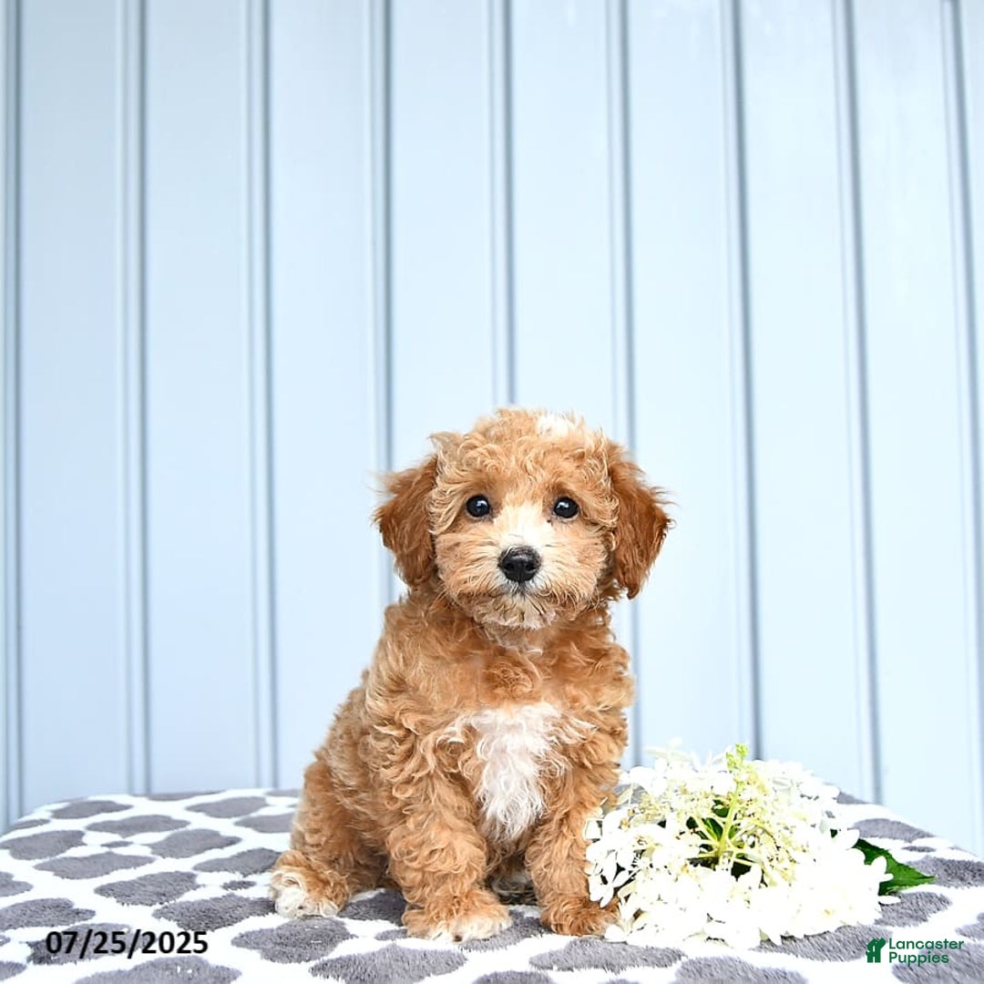 Toy Poodle dogs for sale: Kai - Image 6