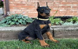 Doberman Pinscher dogs for sale: Stetson - Image 2