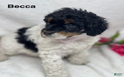 Standard Poodle dogs for sale: Becca - Image 2