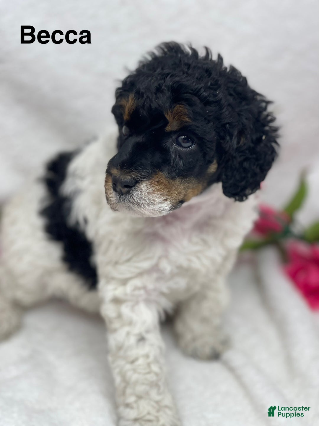 Standard Poodle dogs for sale: Becca - Image 2
