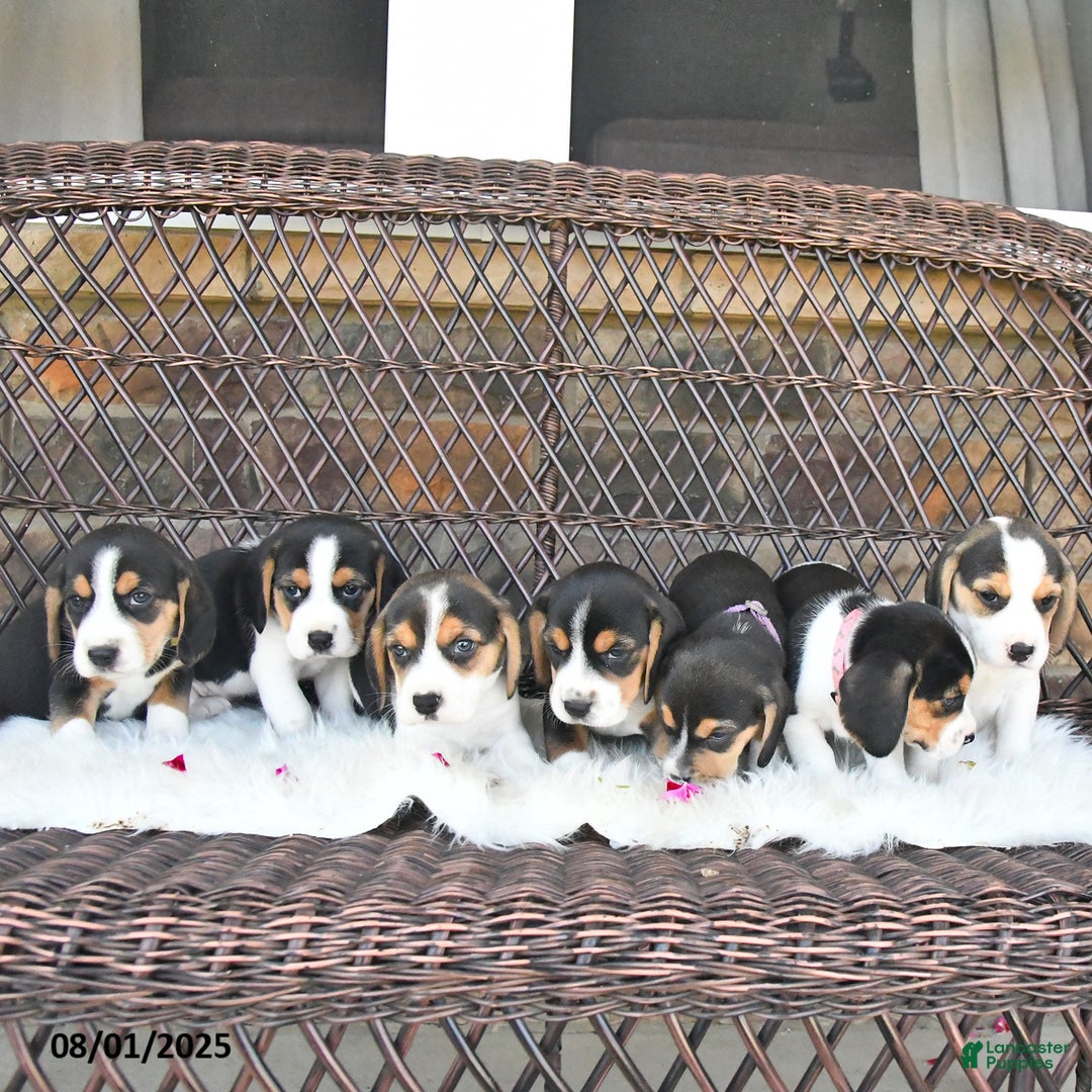 Beagle dogs for sale: Tina - Image 3